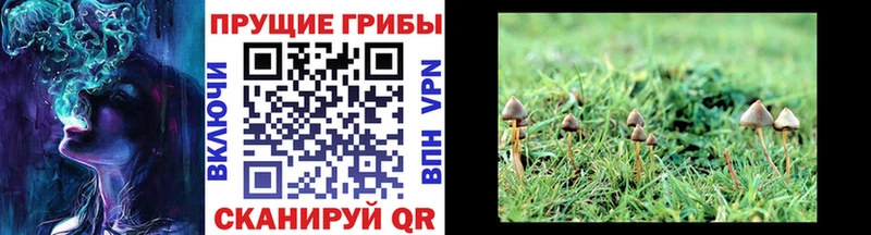omg tor  Югорск  Псилоцибиновые грибы прущие грибы 